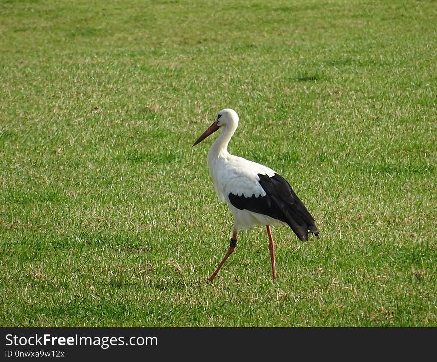 Bird, Stork, White Stork, Ecosystem