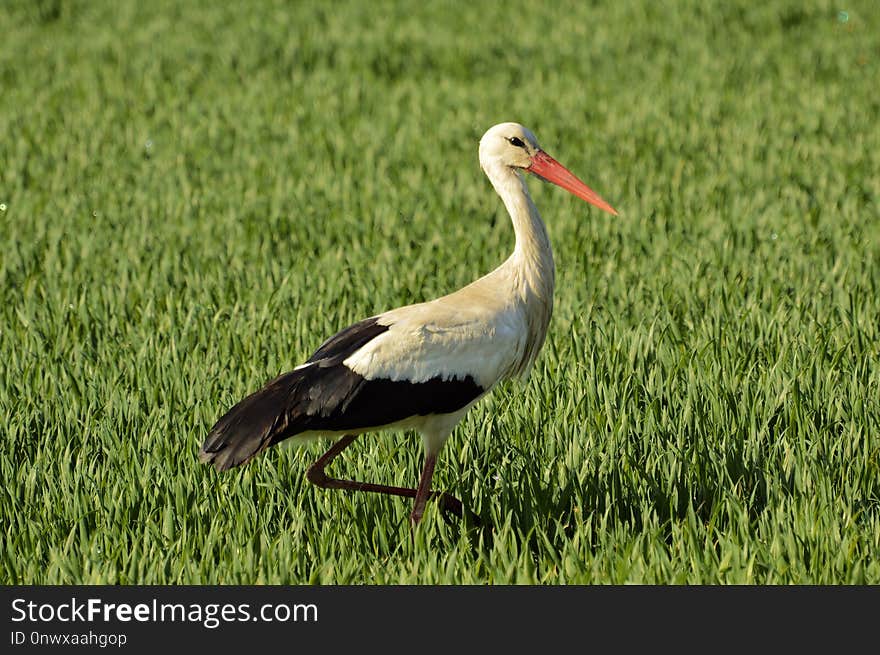 Bird, White Stork, Stork, Ecosystem