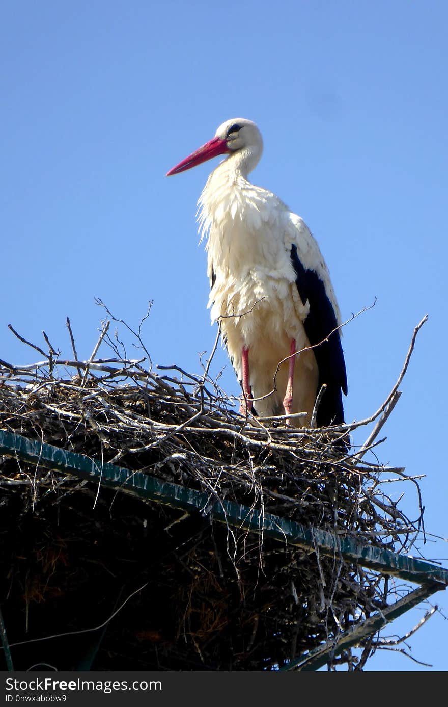 Bird, White Stork, Stork, Ciconiiformes