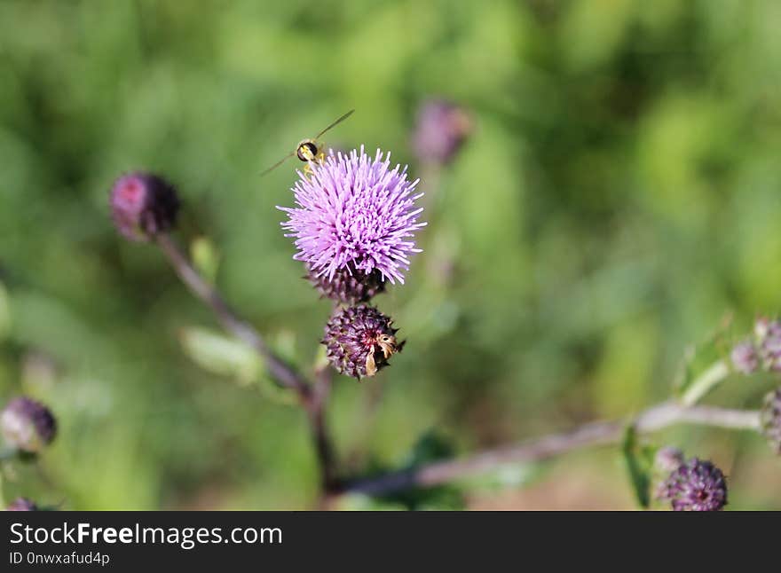 Silybum, Thistle, Flower, Plant