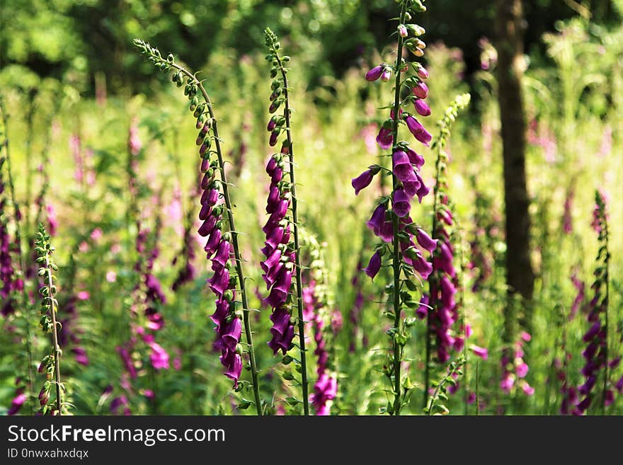 Plant, Digitalis, Flower, Flora