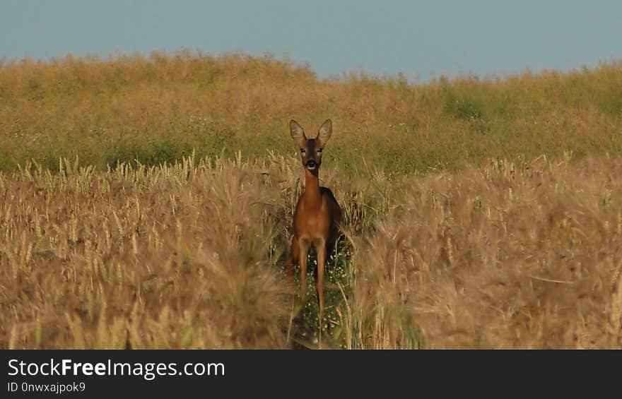 Wildlife, Ecosystem, Grassland, Fauna