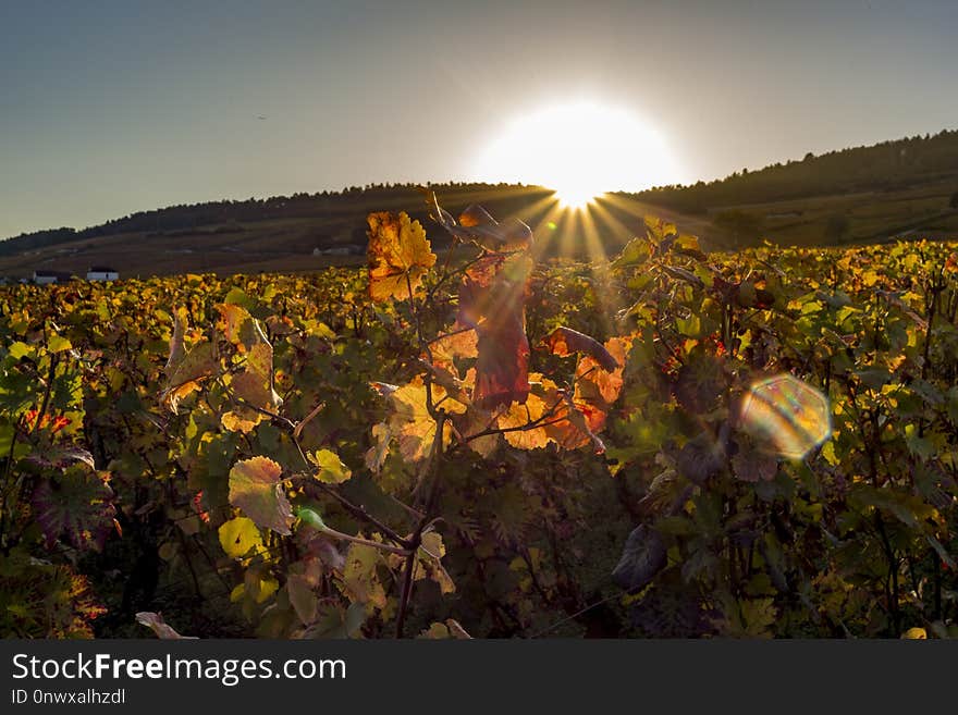 Agriculture, Yellow, Sky, Leaf