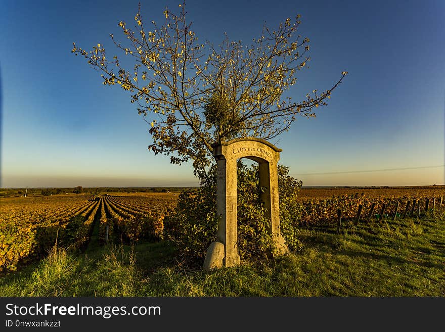 Sky, Tree, Field, Morning