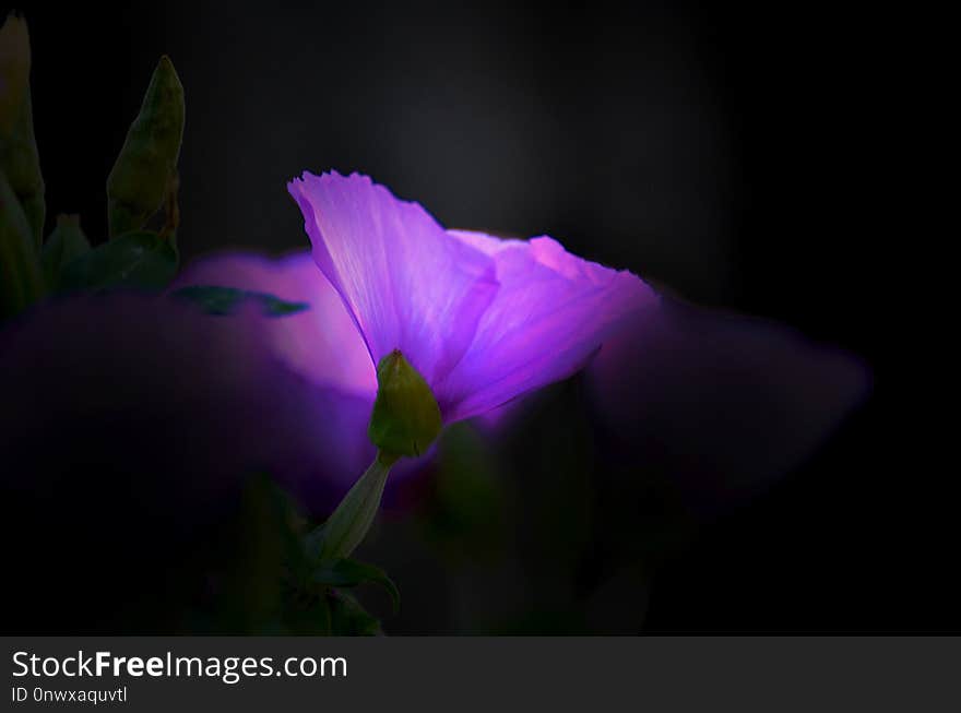 Flower, Violet, Purple, Flora