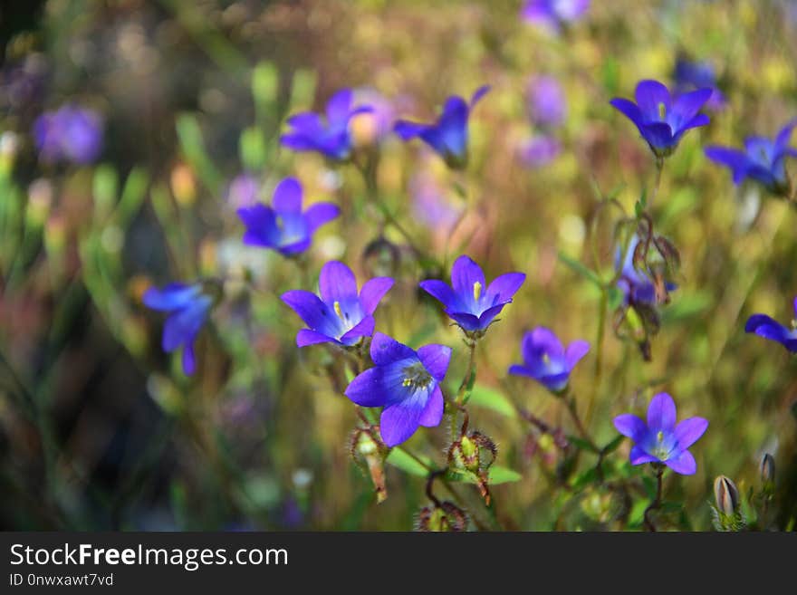 Blue, Flower, Plant, Flora