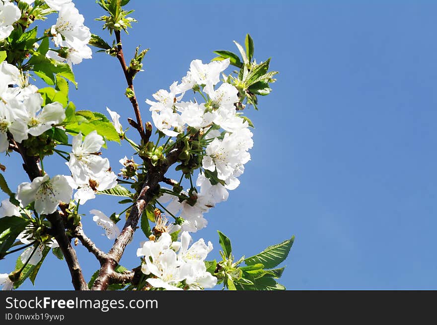 Blossom, Branch, Sky, Flower