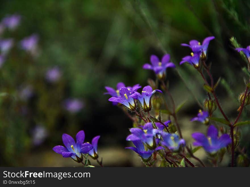 Flower, Flora, Plant, Purple