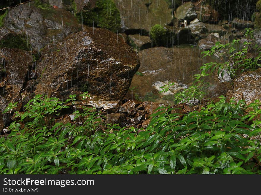 Vegetation, Rock, Plant, Grass