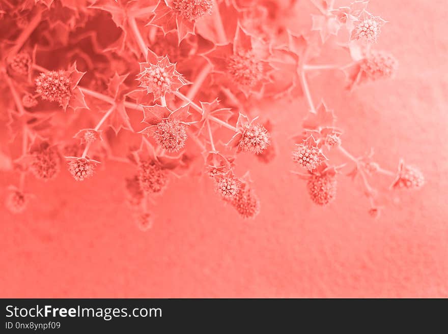 Prickle grows on the beach sand. Eryngium bush grows on desert beach sand. Toned coral color. Top view