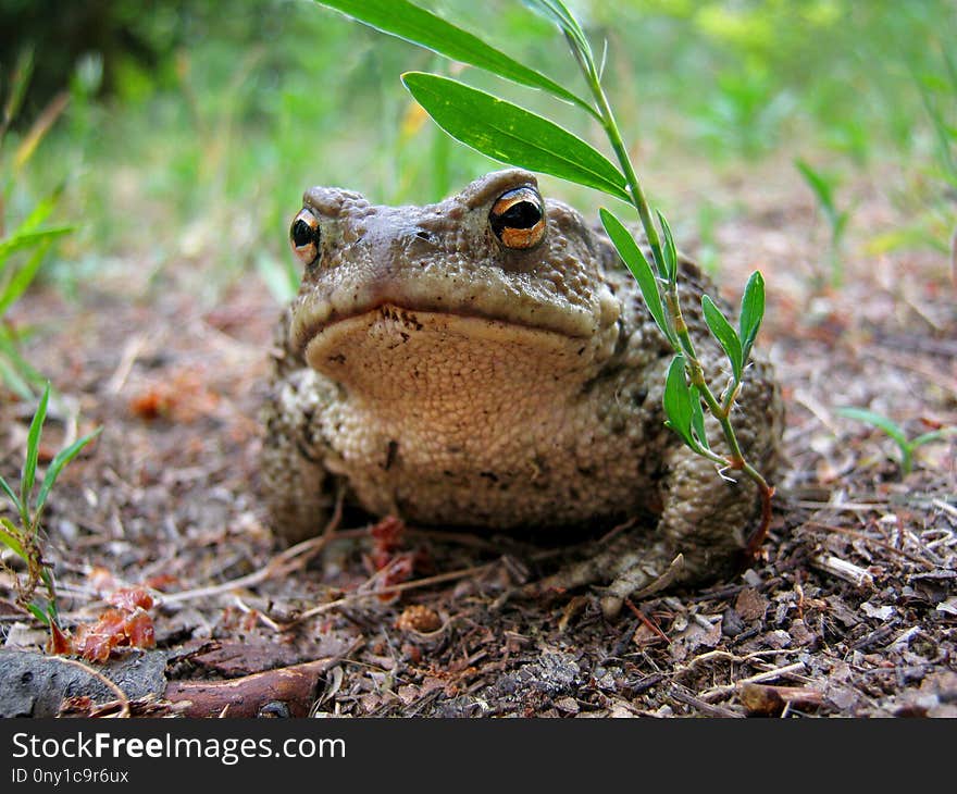 Toad, Ranidae, Amphibian, Terrestrial Animal