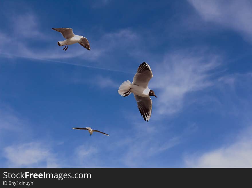 Sky, Bird, Seabird, Gull