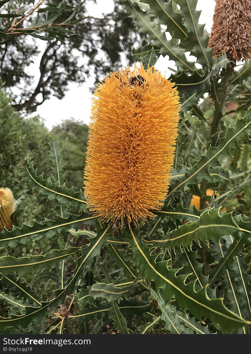 Banksia, Flora, Plant, Flower