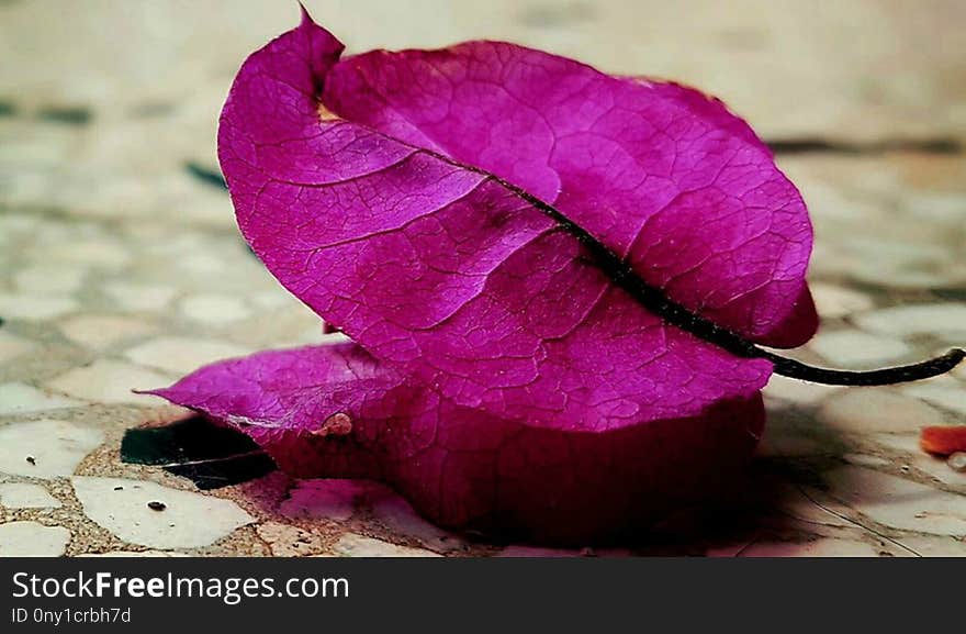 Flower, Purple, Leaf, Petal