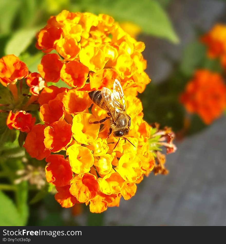 Yellow, Flower, Honey Bee, Nectar