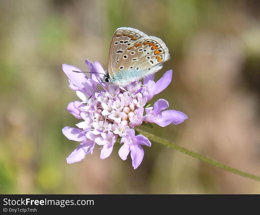 Butterfly, Flower, Lycaenid, Moths And Butterflies