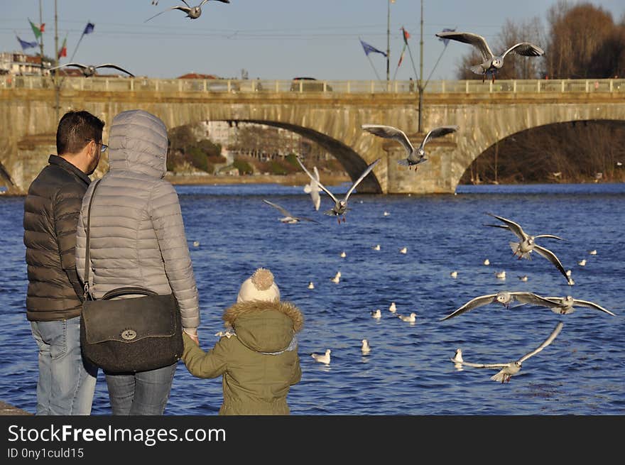 Water, Bird, Water Bird, Seabird