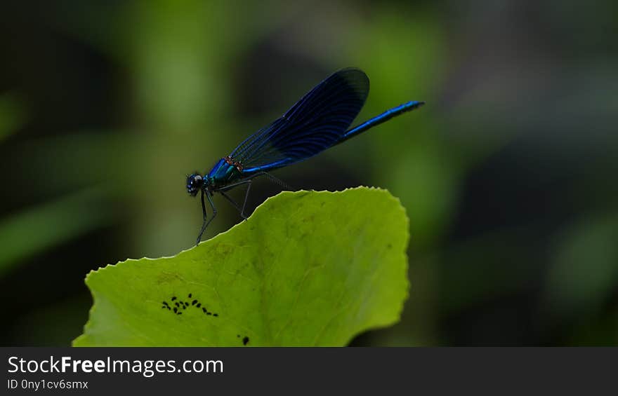 Insect, Damselfly, Dragonfly, Dragonflies And Damseflies