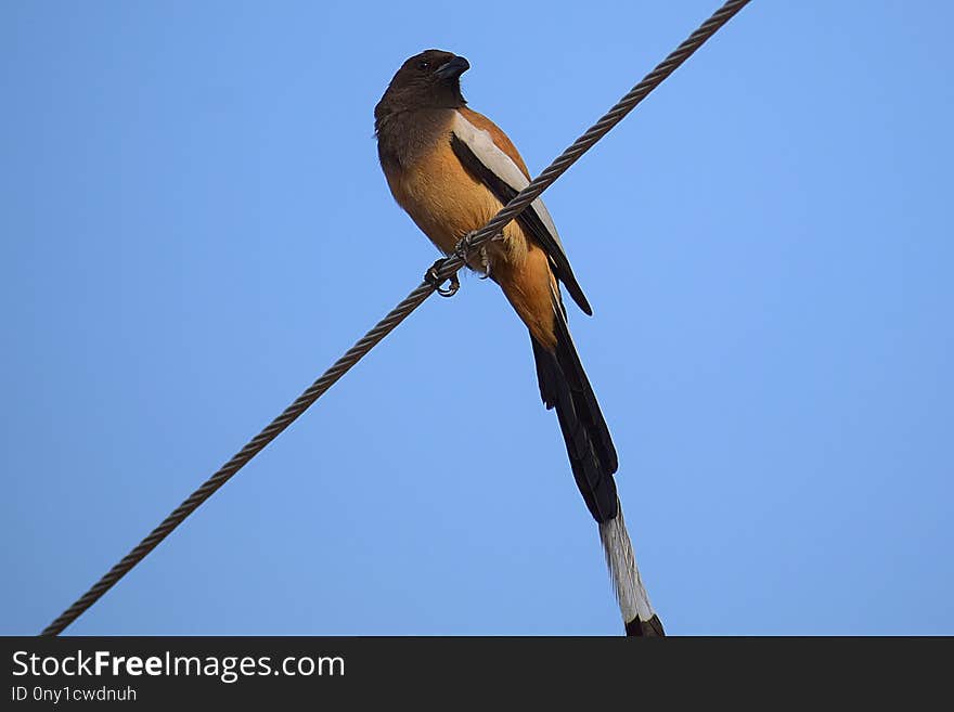 Bird, Beak, Fauna, Sky