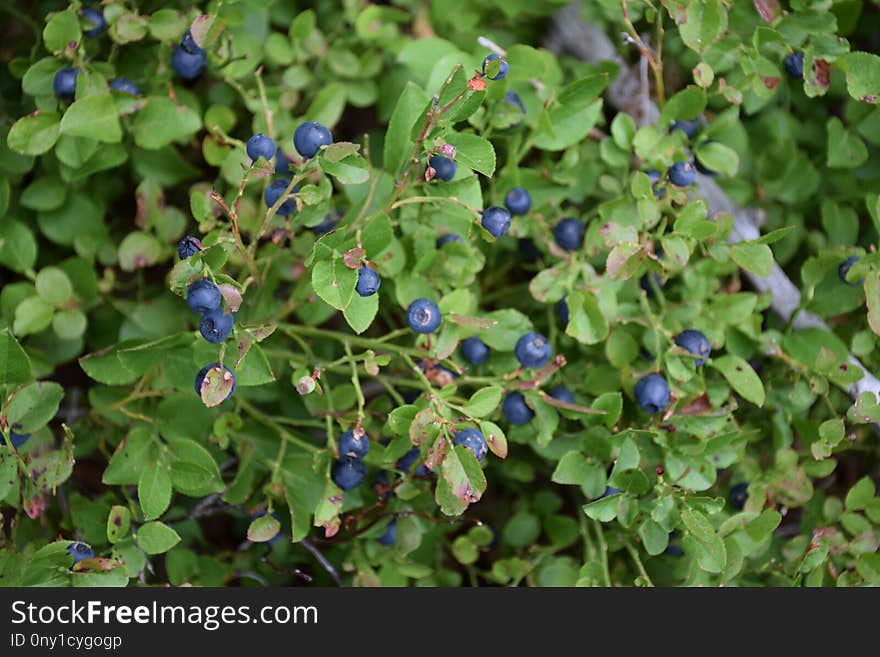 Plant, Bilberry, Flora, Huckleberry