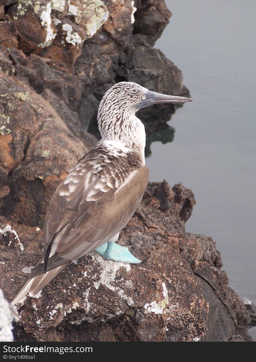 Bird, Fauna, Beak, Seabird