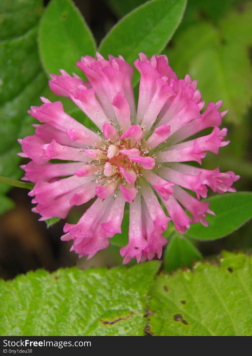 Flower, Plant, Flora, Wildflower