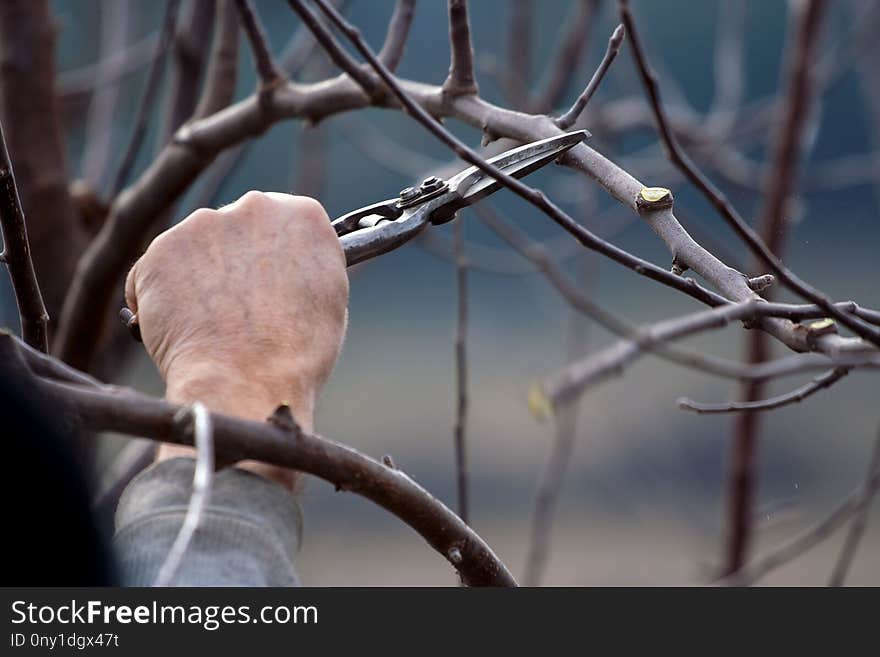 Branch, Close Up, Twig, Wire