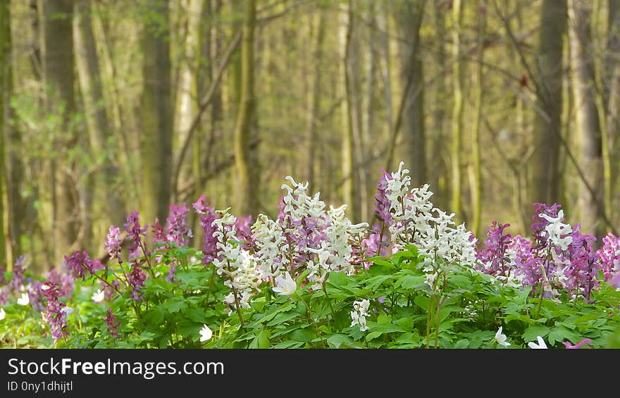 Flower, Plant, Ecosystem, Flora