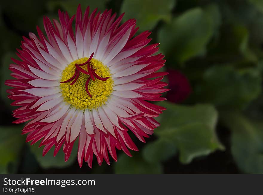 Flower, Flora, Plant, Flowering Plant