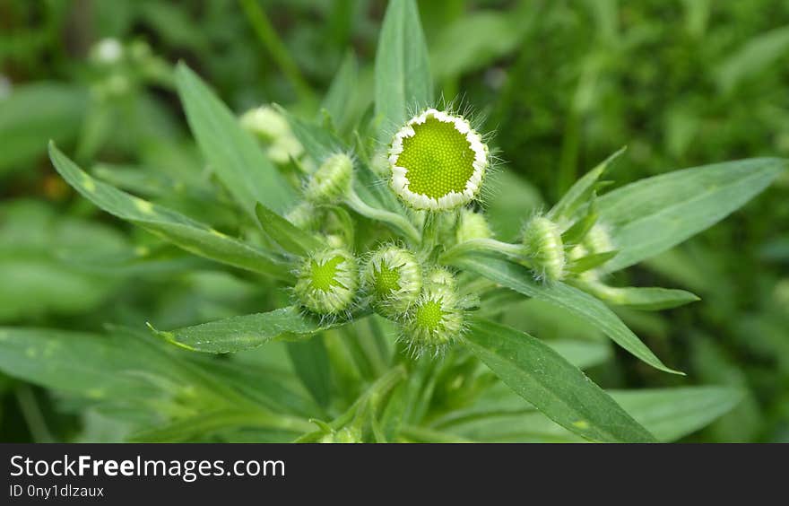 Plant, Flora, Flower, Subshrub