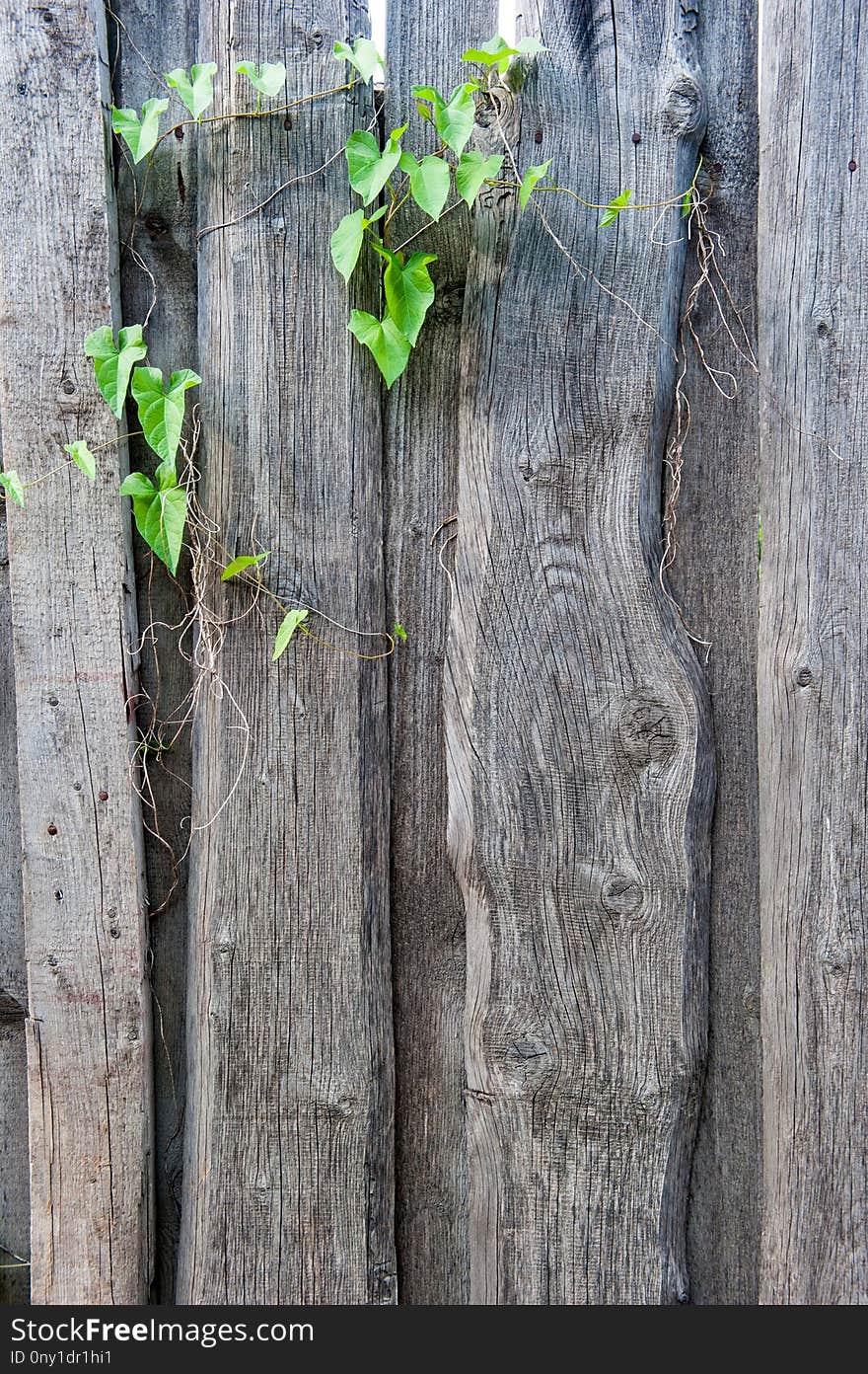 Tree, Wood, Trunk, Branch