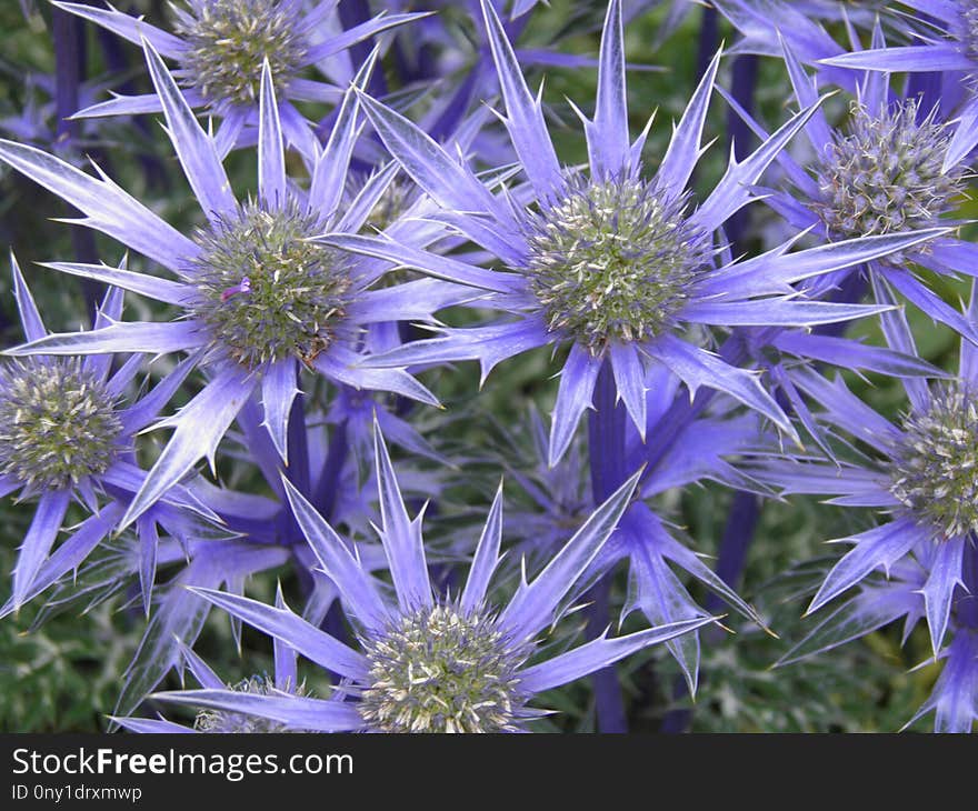 Flower, Plant, Flora, Aster