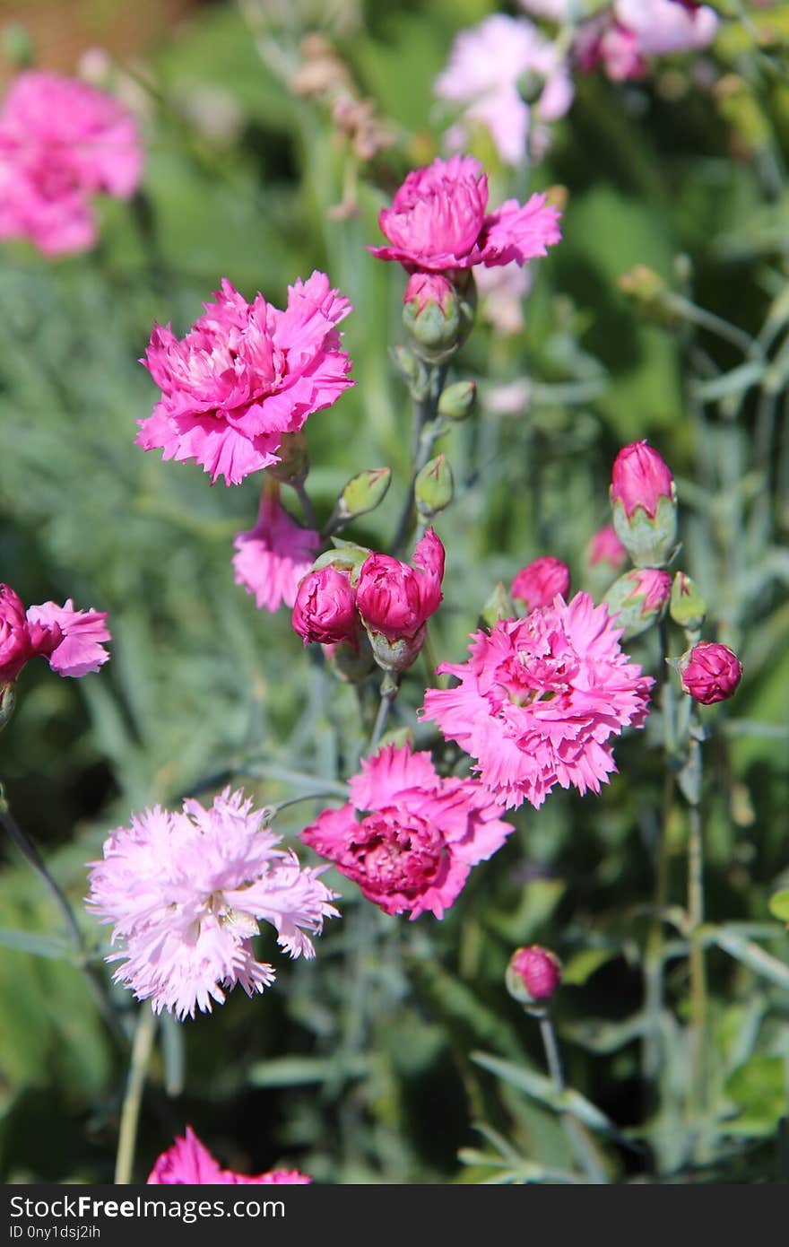 Flower, Plant, Flowering Plant, Annual Plant