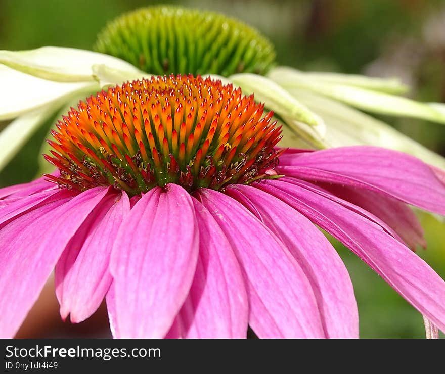 Coneflower, Flower, Nectar, Close Up