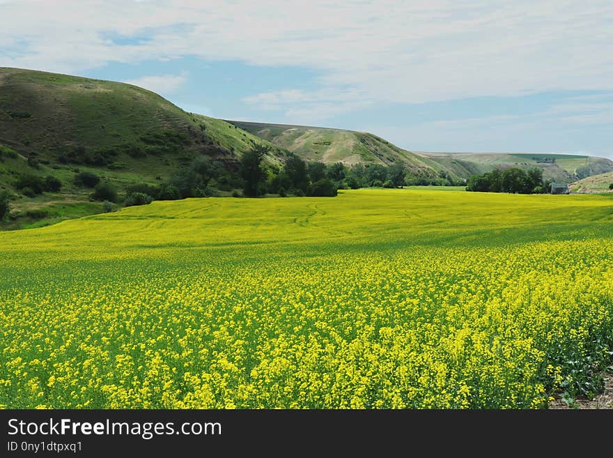 Grassland, Field, Yellow, Canola