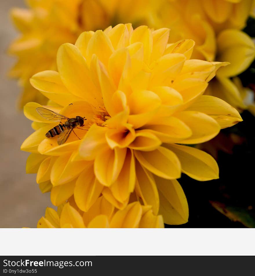 Flower, Yellow, Honey Bee, Nectar