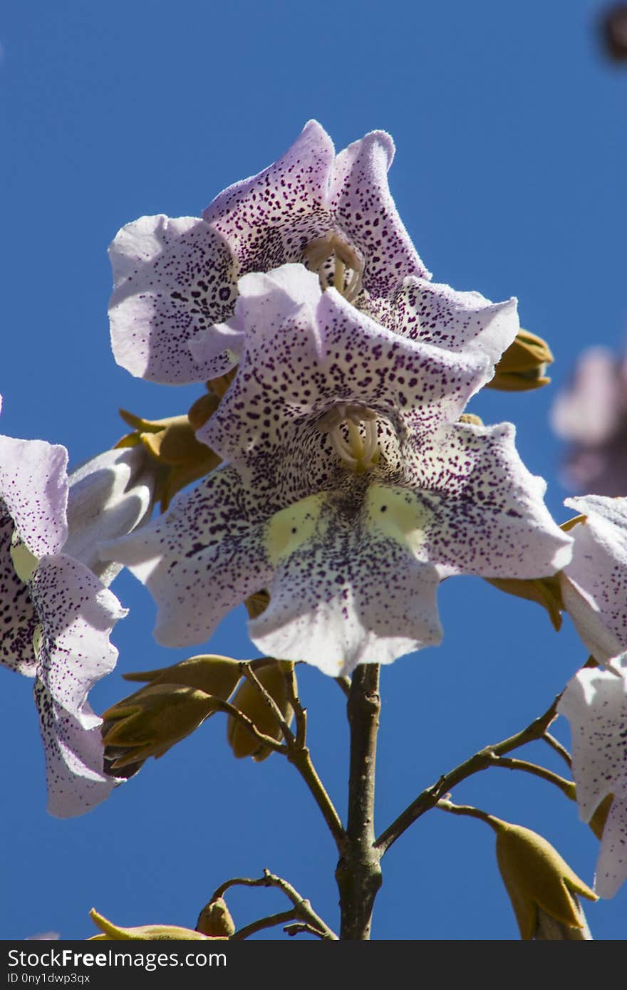 Flower, Flora, Plant, Purple