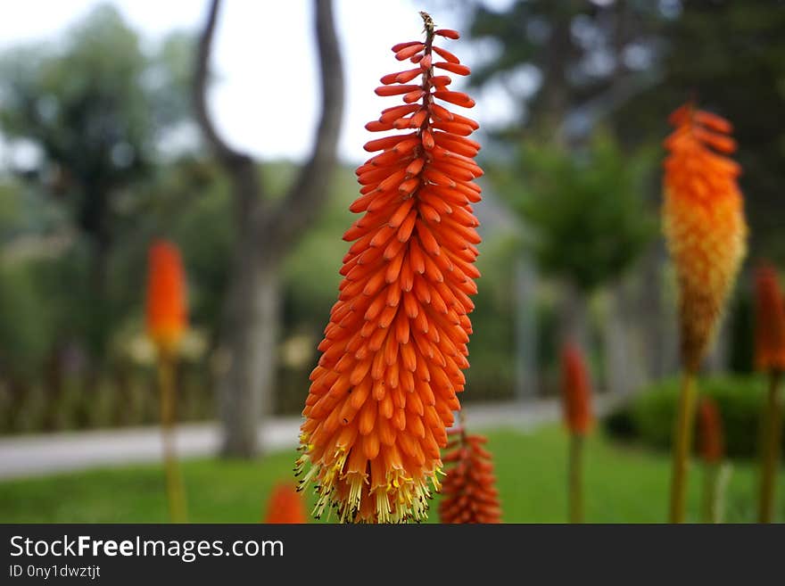 Torch Lily, Plant, Flower, Flowering Plant