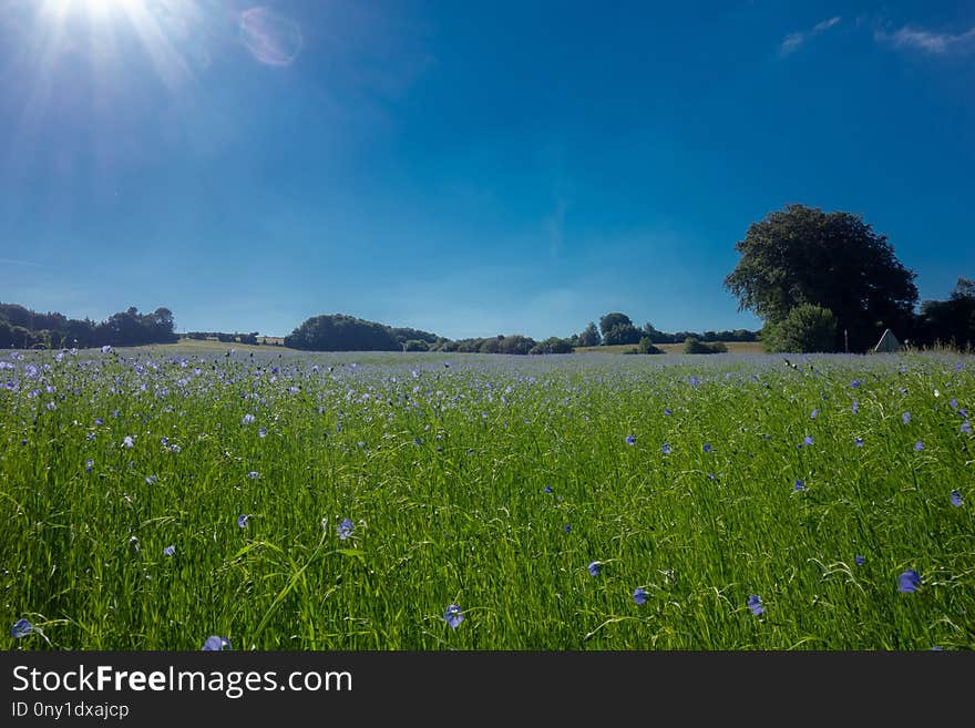 Sky, Grassland, Meadow, Field