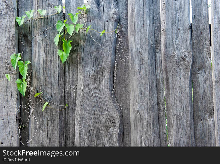 Green, Wood, Tree, Leaf