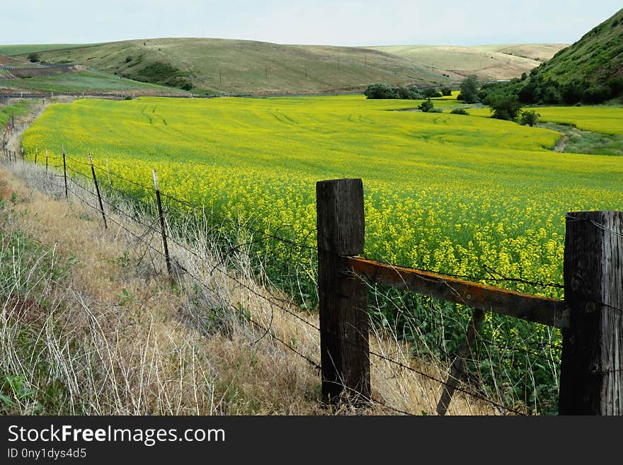 Grassland, Field, Yellow, Pasture