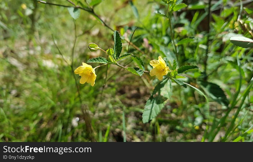 Flora, Plant, Flower, Spring