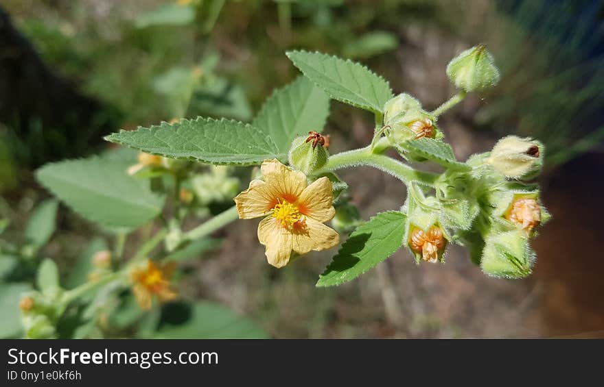 Flora, Flower, Plant, Flowering Plant