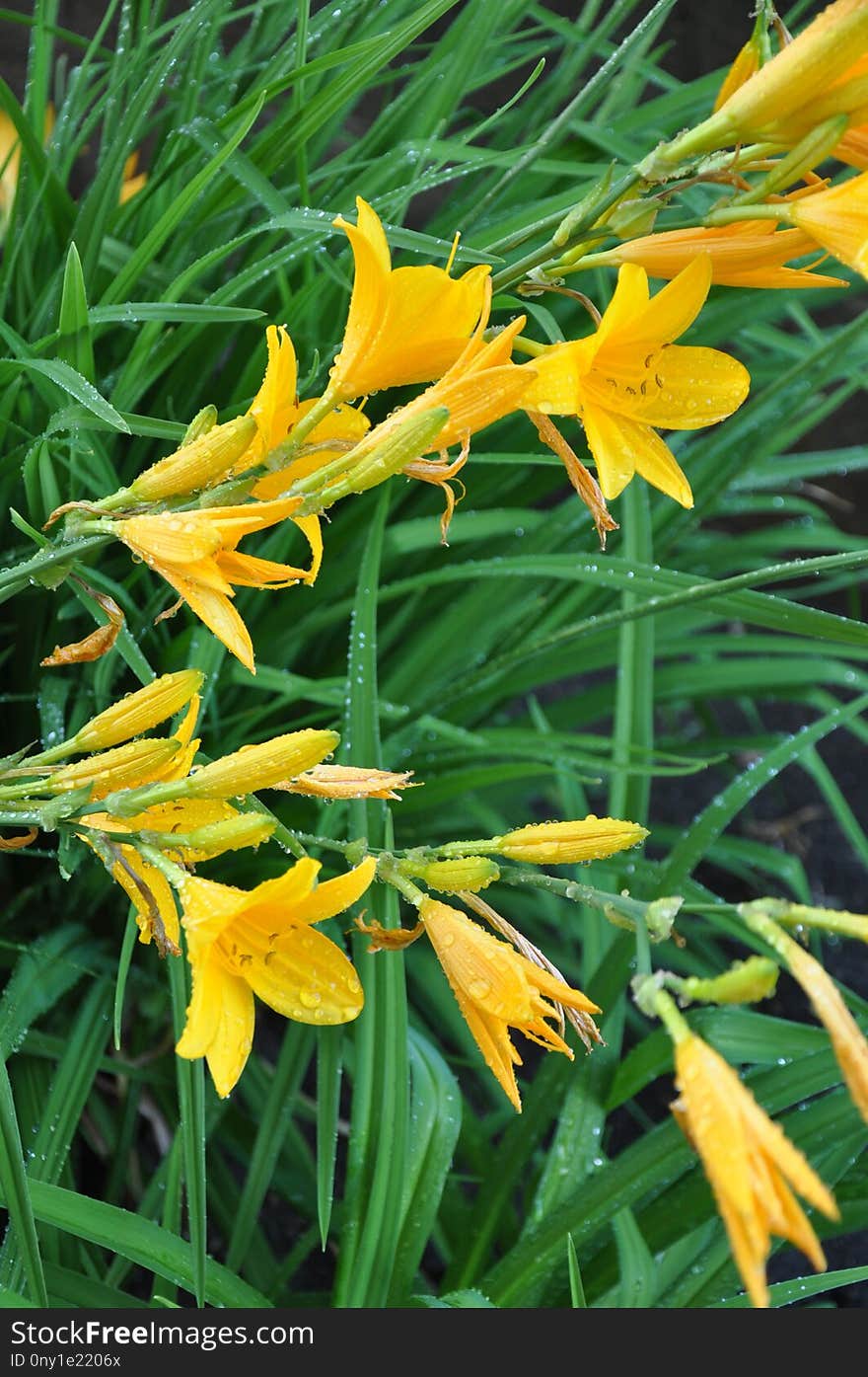 Plant, Flower, Yellow, Flora