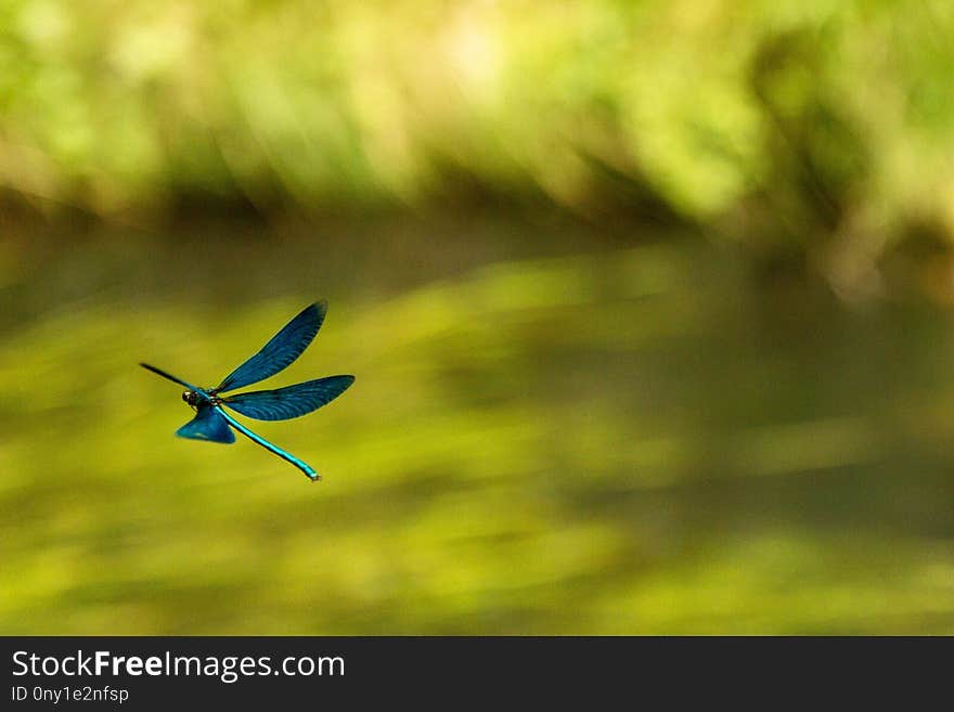 Bird, Beak, Grass, Sky