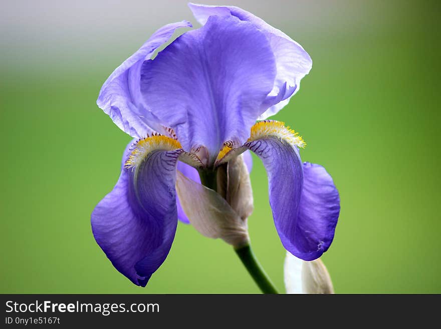 Flower, Blue, Plant, Flowering Plant