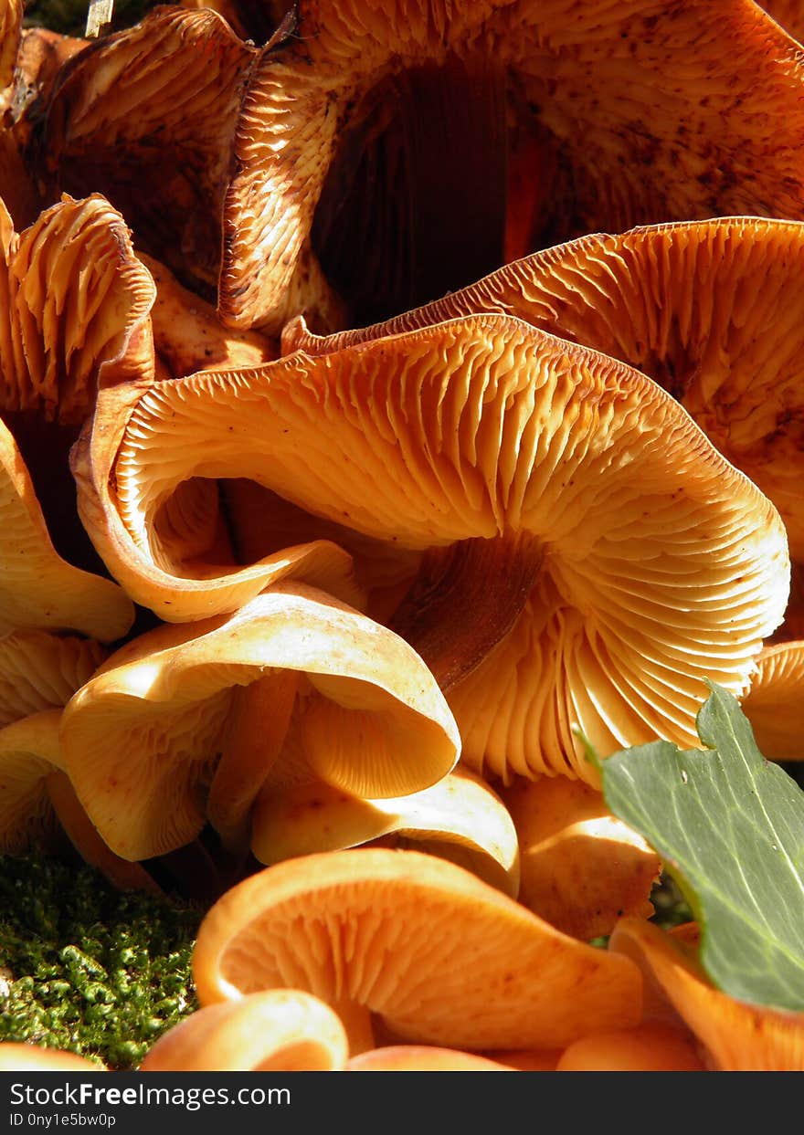 Mushroom, Edible Mushroom, Agaricaceae, Close Up