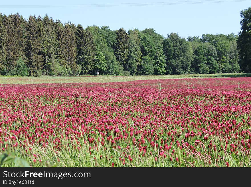 Field, Vegetation, Meadow, Ecosystem