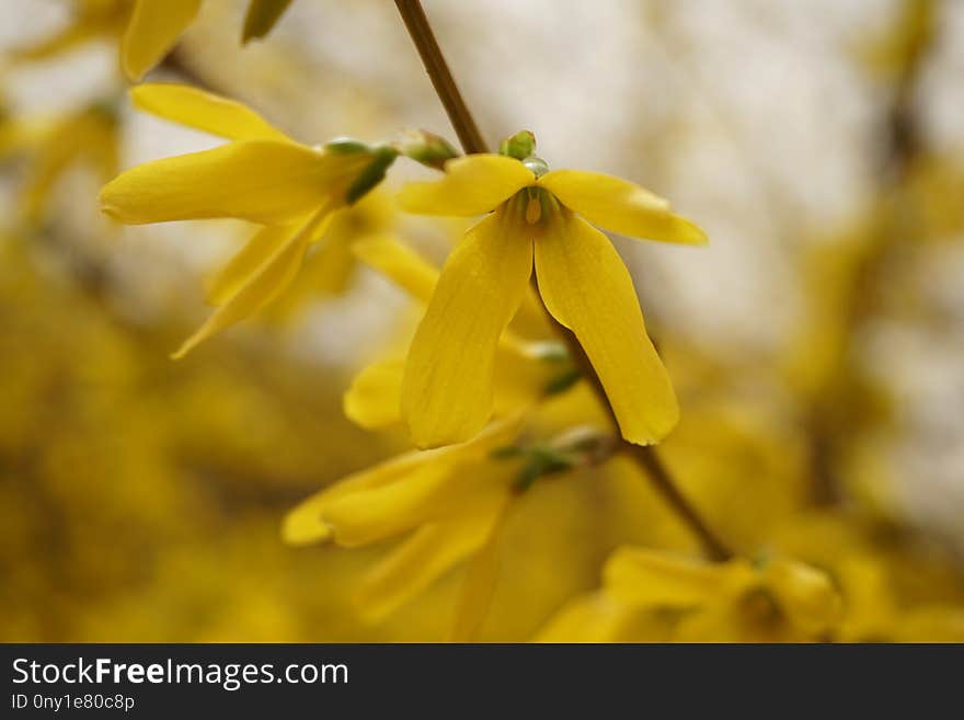 Flower, Flora, Yellow, Close Up