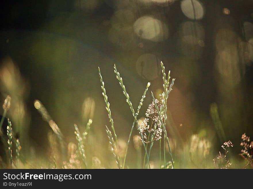 Vegetation, Grass, Moisture, Sunlight